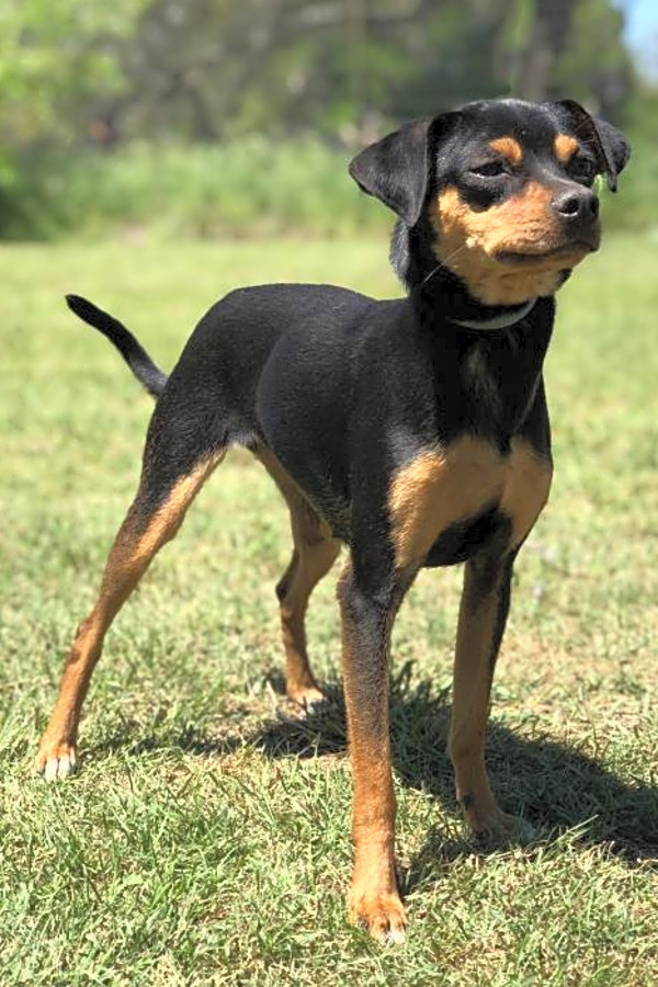 black min pin chihuahua mix
