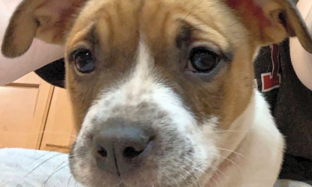 american bulldog puppies for adoption