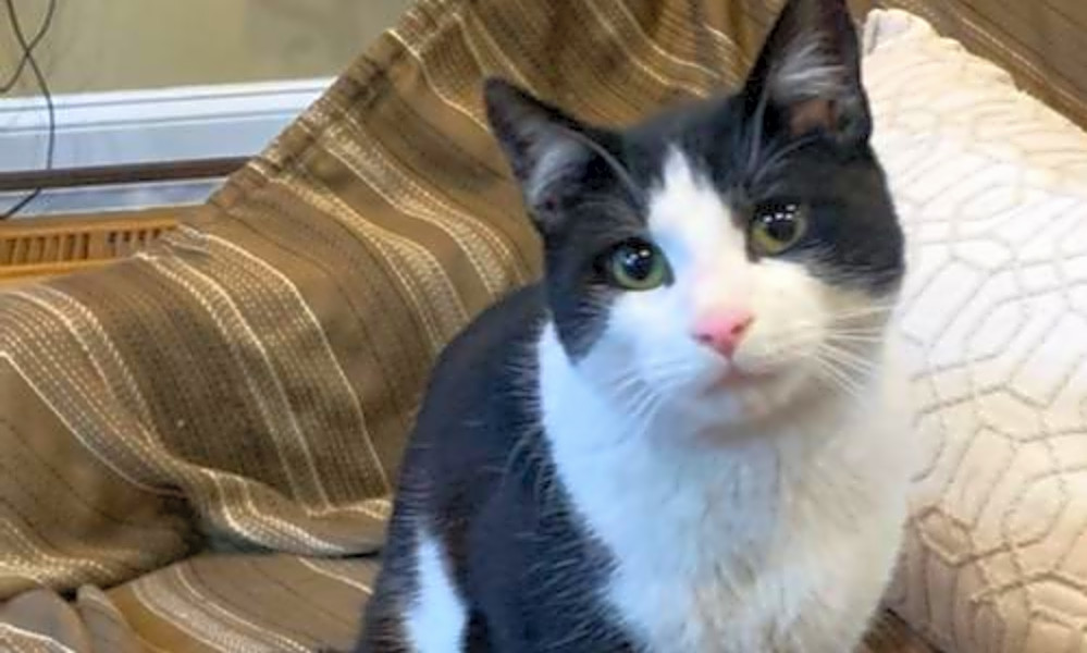 These Philadelphia Based Felines Are Up For Adoption And In Need