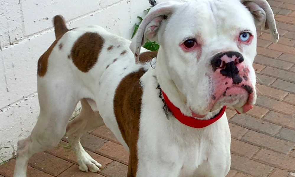 pee wee's pals adopt a pet