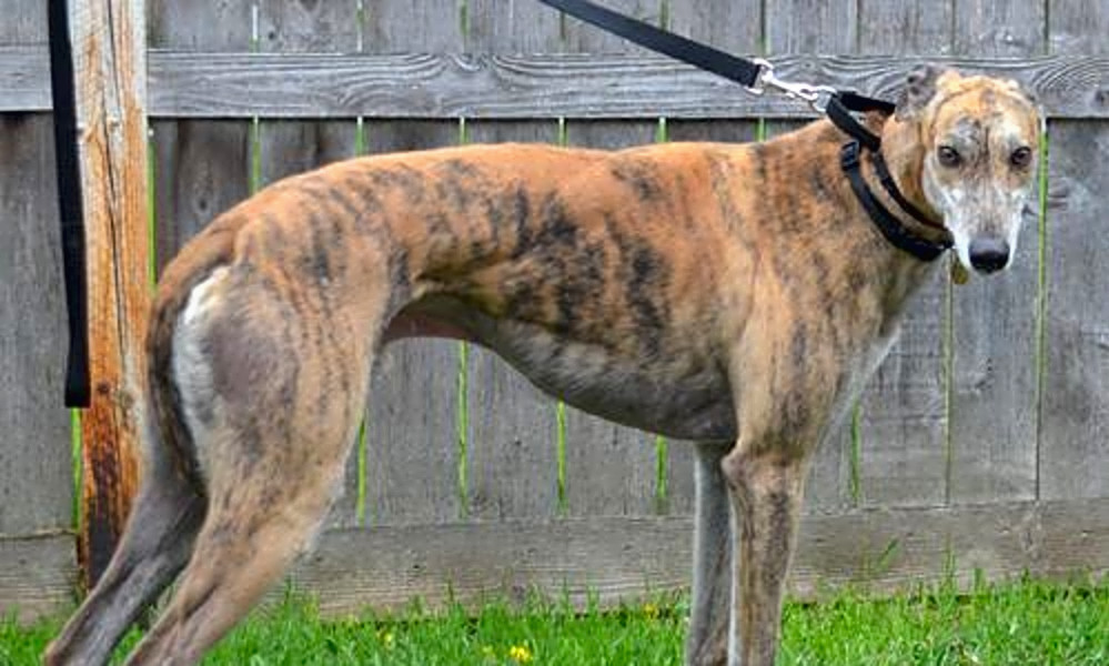 Looking To Adopt A Pet Here Are 7 Lovable Pups To Adopt Now In
