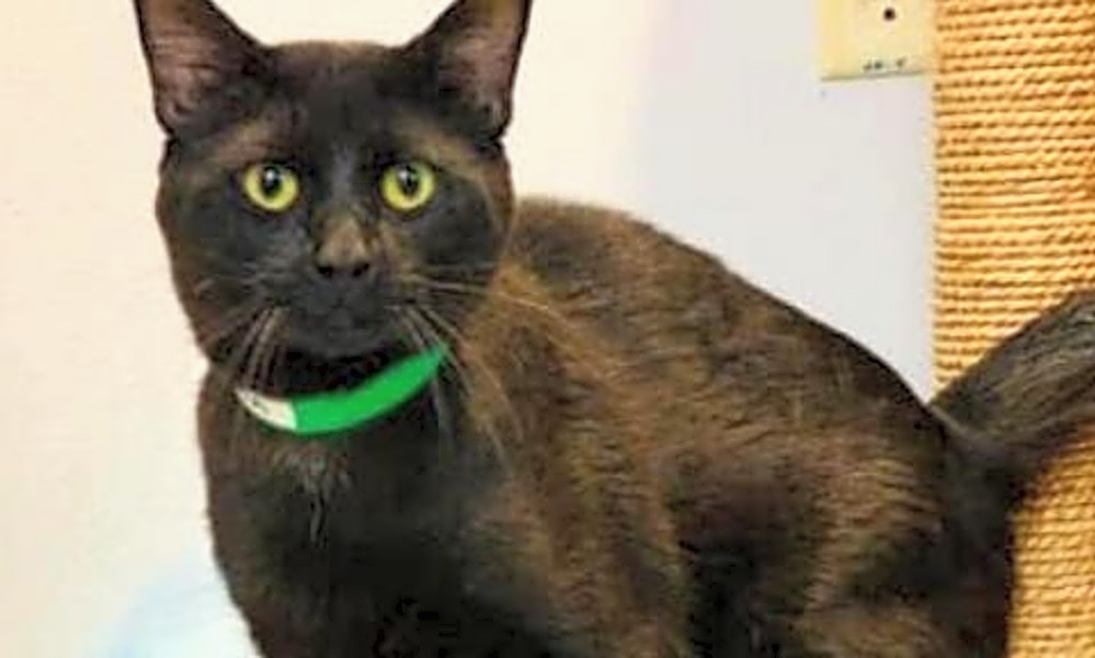 These San Antonio Based Kitties Are Up For Adoption And In Need Of