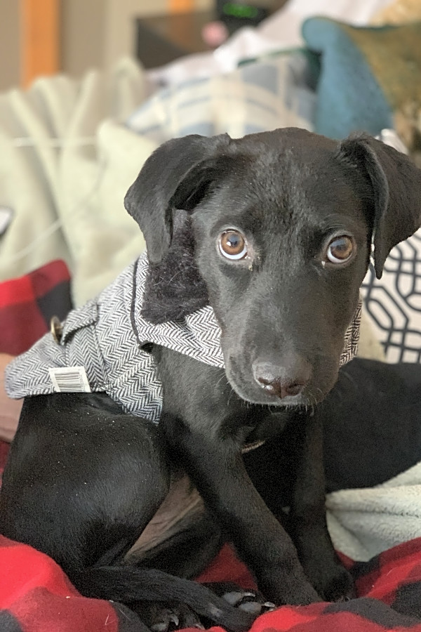 Greyador puppies hotsell for sale