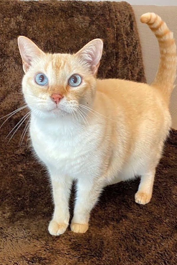 Looking To Adopt A Pet Here Are 7 Lovable Kitties To Adopt Now In