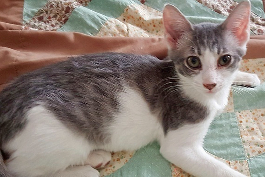 Breaking Mews 7 Charming Cats To Adopt Now In Tampa