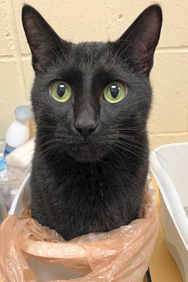 7 Cool Kitties To Adopt Now In St Louis Hoodline