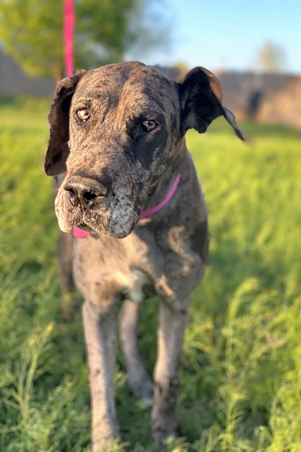 Always Wanted A Pet Here Are 7 Cuddly Canines Ready To Adopt Now In We have a foster based program and are always looking for new fosters. cuddly canines ready to adopt