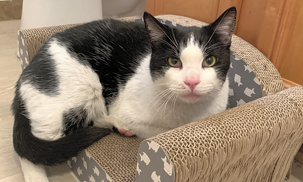 Want To Adopt A Pet Here Are 7 Charming Cats To Adopt Now In Los
