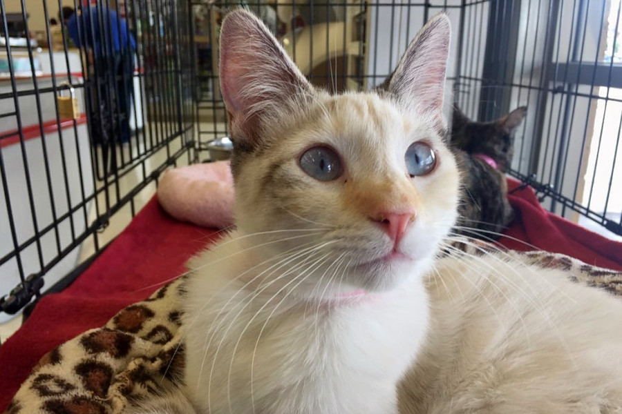Kittens in Las Vegas looking for their furr-ever homes
