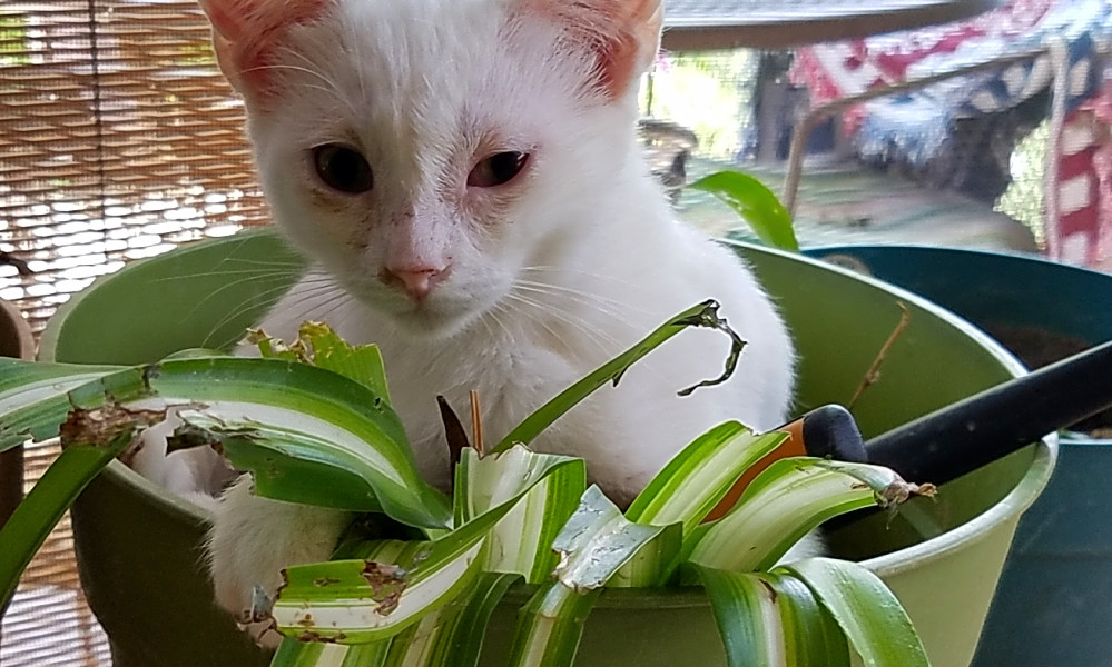 These Albuquerque Based Kittens Are Up For Adoption And In Need Of