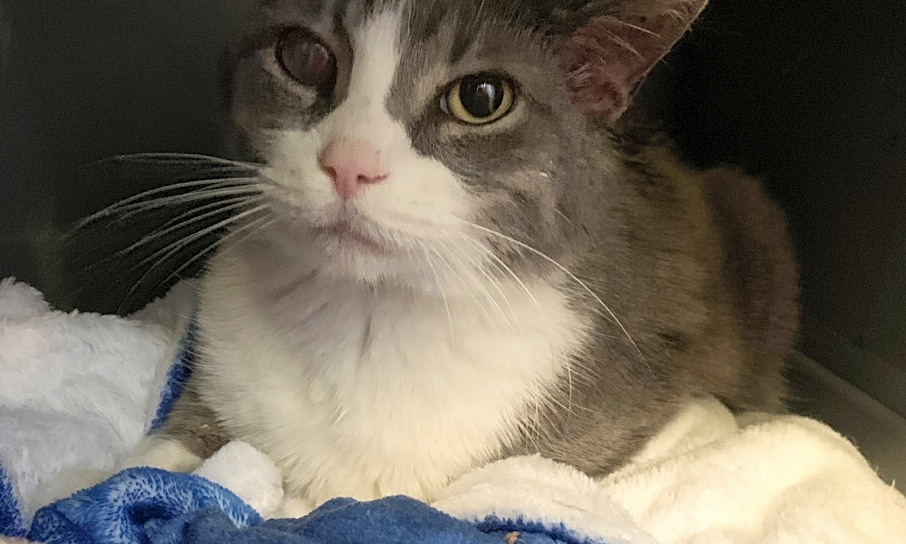 These Chicago Based Kitties Are Up For Adoption And In Need Of A