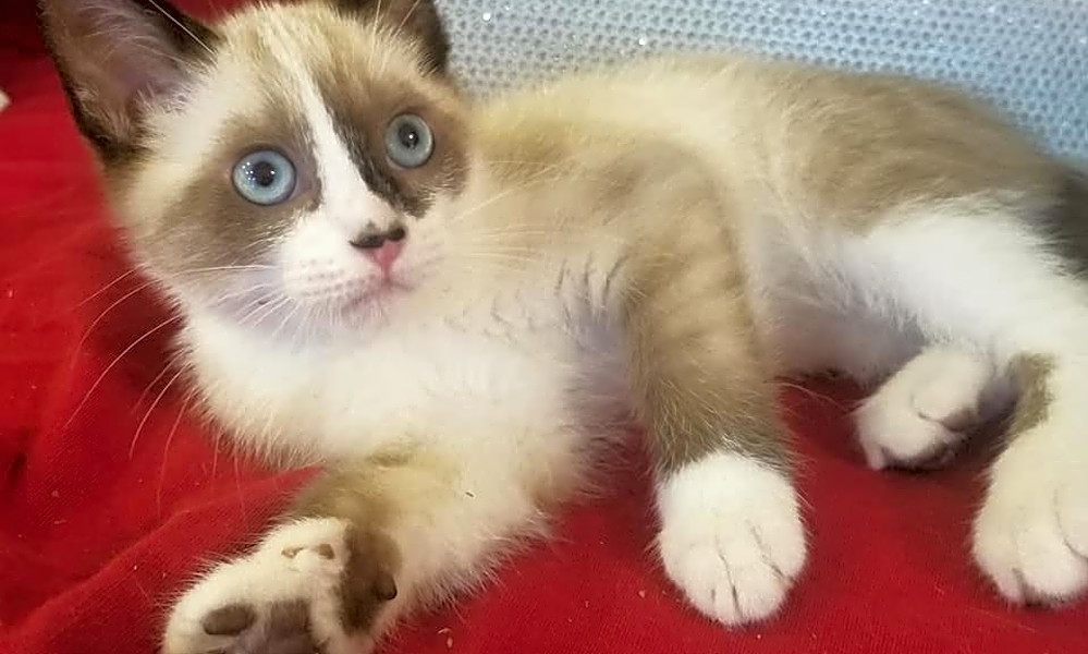 Looking To Adopt A Pet Here Are 6 Cuddly Kittens To Adopt Now In
