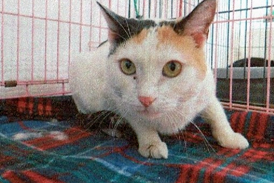 Cats in El Paso looking for their furrever homes