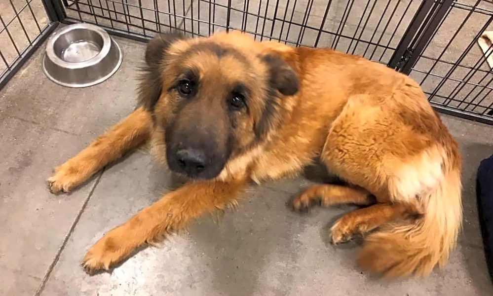 These Phoenix Based Pups Are Up For Adoption And In Need Of A Good