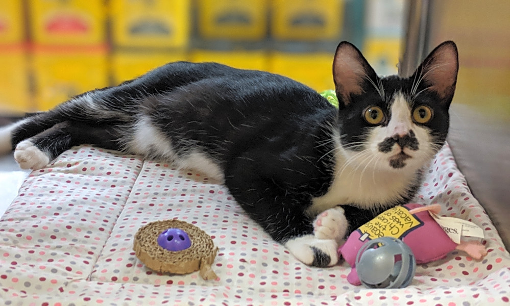7 Cute Cats Up For Adoption Now In Plano Hoodline