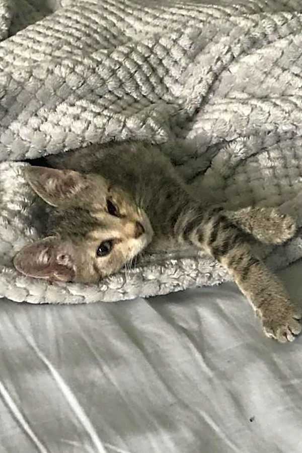 5 Cute As Can Be Kittens To Adopt Now In Tampa Hoodline