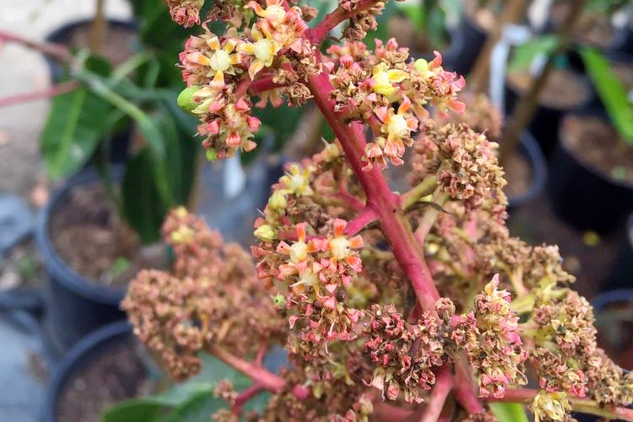 The 3 best plant nurseries in Santa Ana