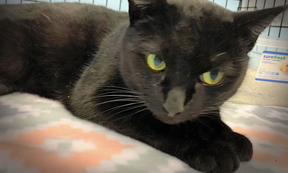 These Cleveland Based Felines Are Up For Adoption And In Need Of A