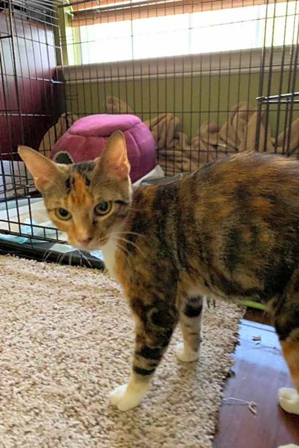 These Plano Based Kitties Are Up For Adoption And In Need Of A