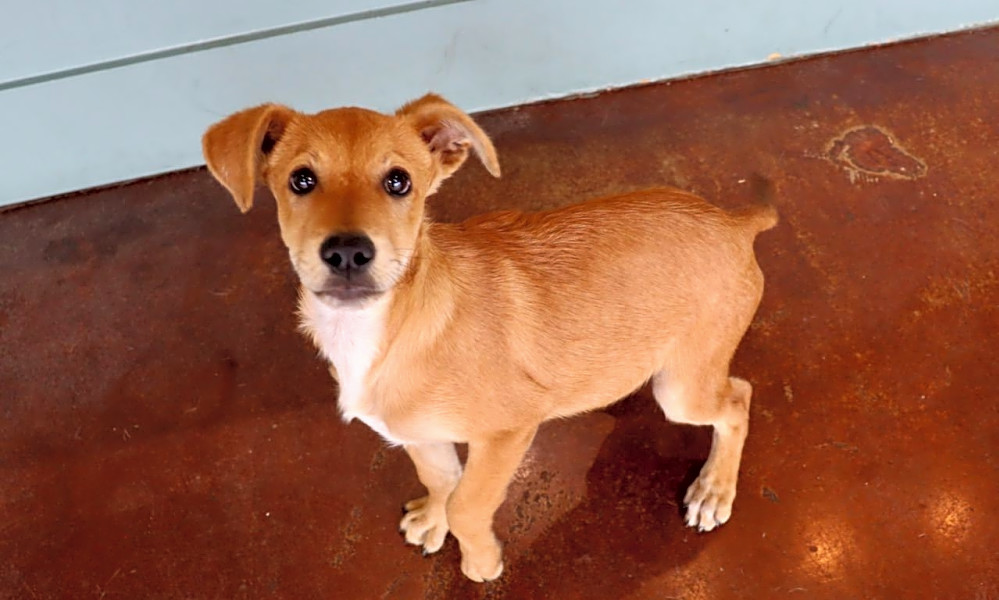 These San Antonio-based puppies are up for adoption and in ...