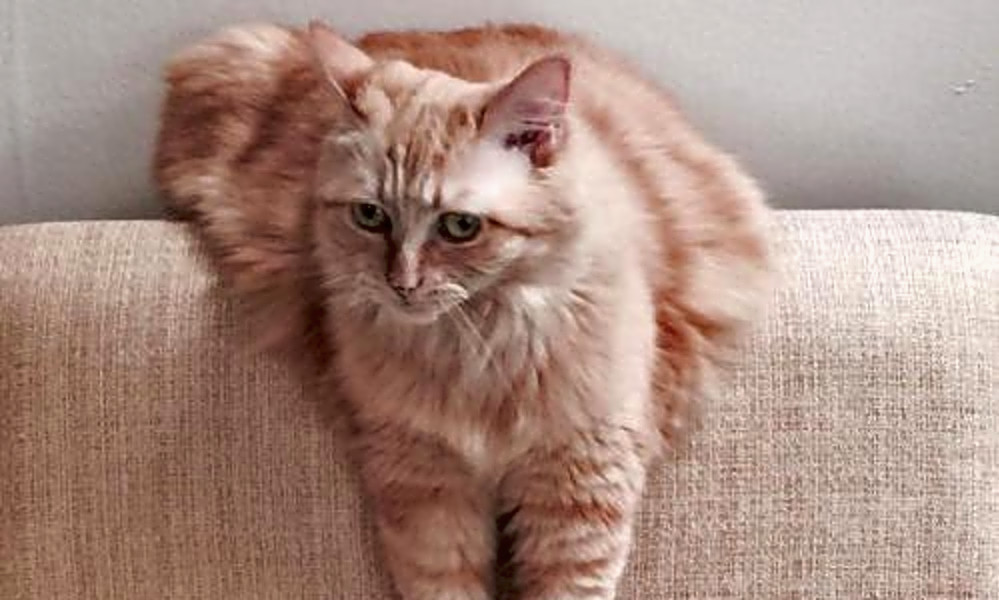 Looking To Adopt A Pet Here Are 6 Lovable Kitties To Adopt Now In