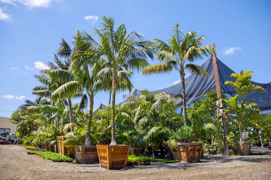 The 3 best plant nurseries in Santa Ana