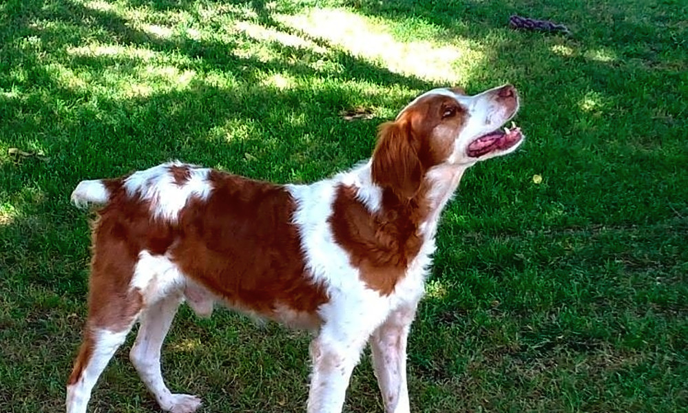 These Fort Worthbased canines are up for adoption and in need of good