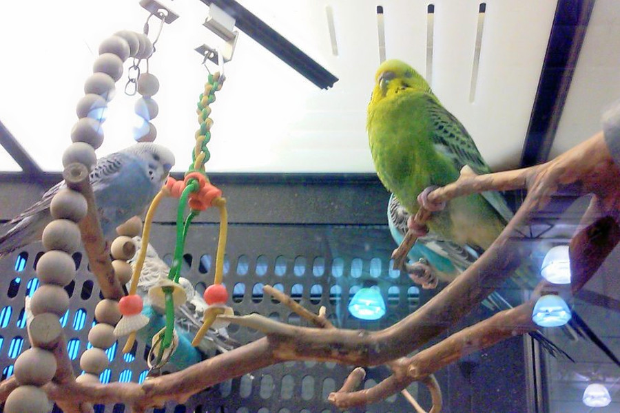 The 4 best pet stores in Oklahoma City