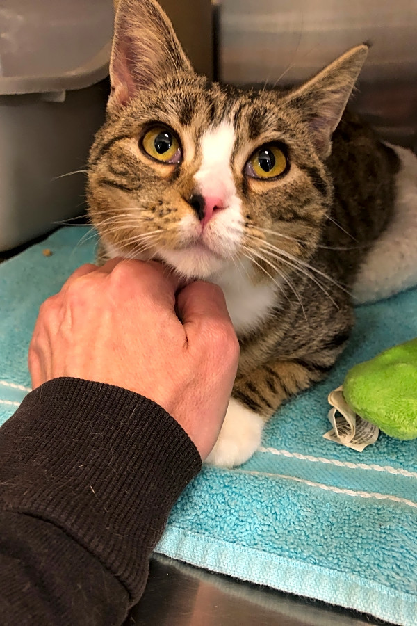 Want To Adopt A Pet Here Are 4 Fluffy Felines To Adopt Now In Philadelphia Hoodline