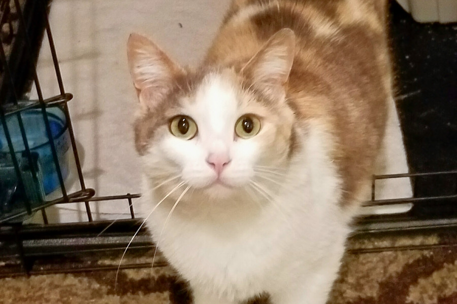 Cats In Philadelphia Looking For Their Fur Ever Homes Hoodline