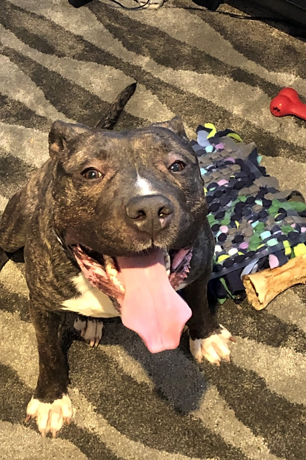 chicago based dogs are up for adoption