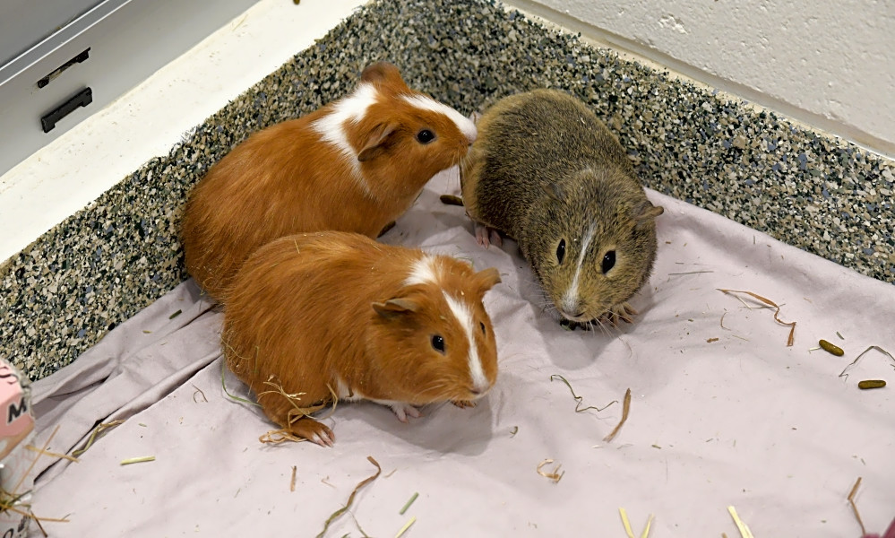 guinea pig adoption center