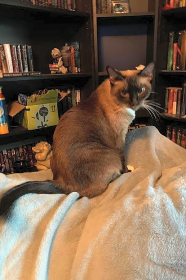 Want To Adopt A Pet Here Are 7 Charming Cats To Adopt Now In