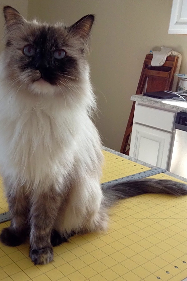 7 Furry Felines To Adopt Now In Phoenix Hoodline
