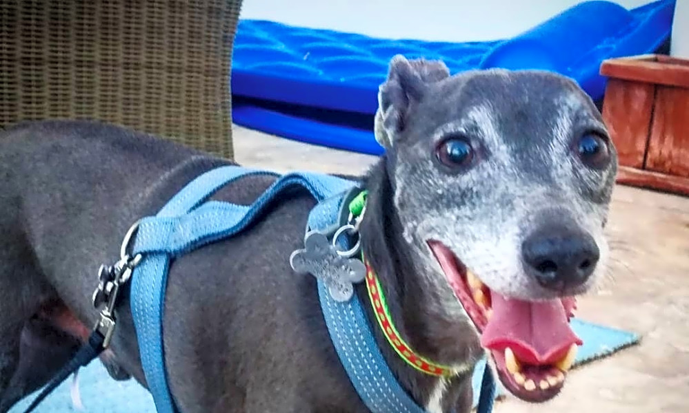 Want To Adopt A Pet Here Are 7 Cuddly Canines To Adopt Now In Las Vegas Hoodline