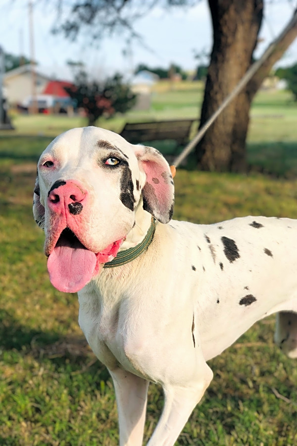 White kisses great dane on sale