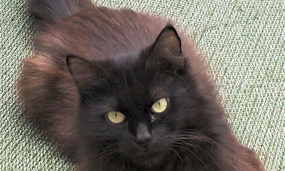 Want To Adopt A Pet Here Are 3 Furry Felines To Adopt Now In