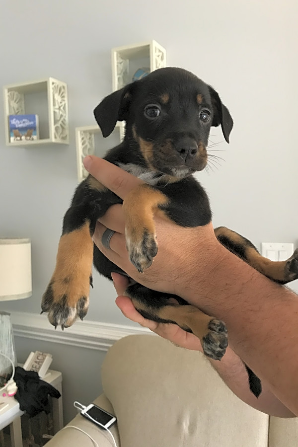 German pinscher lab mix top