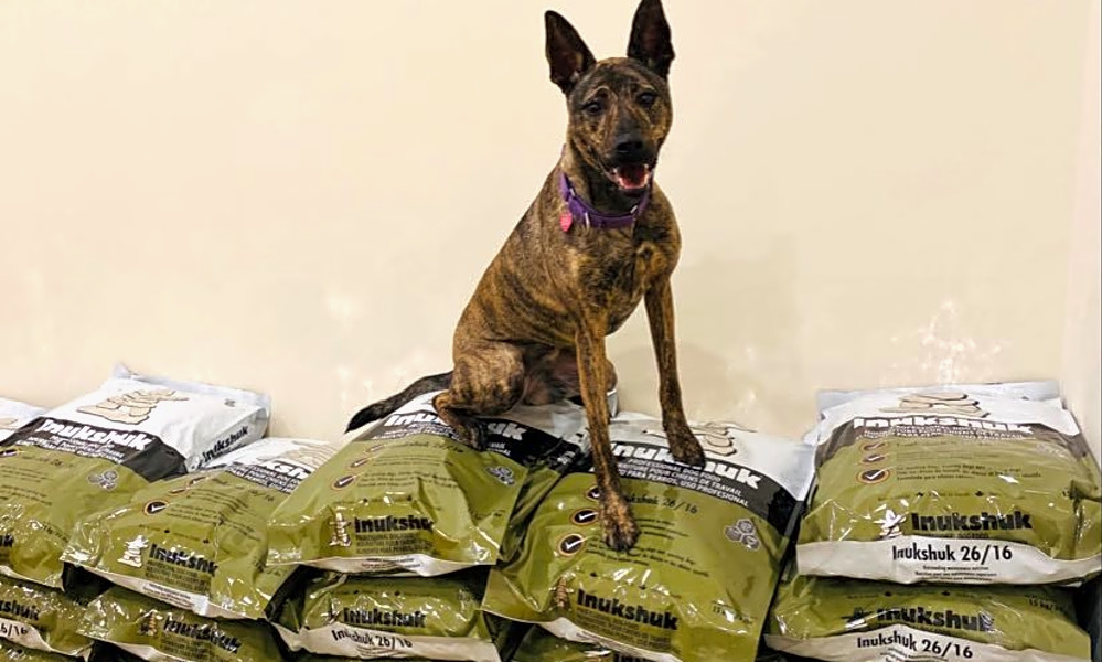 Looking To Adopt A Pet Here Are 5 Lovable Pups To Adopt Now In