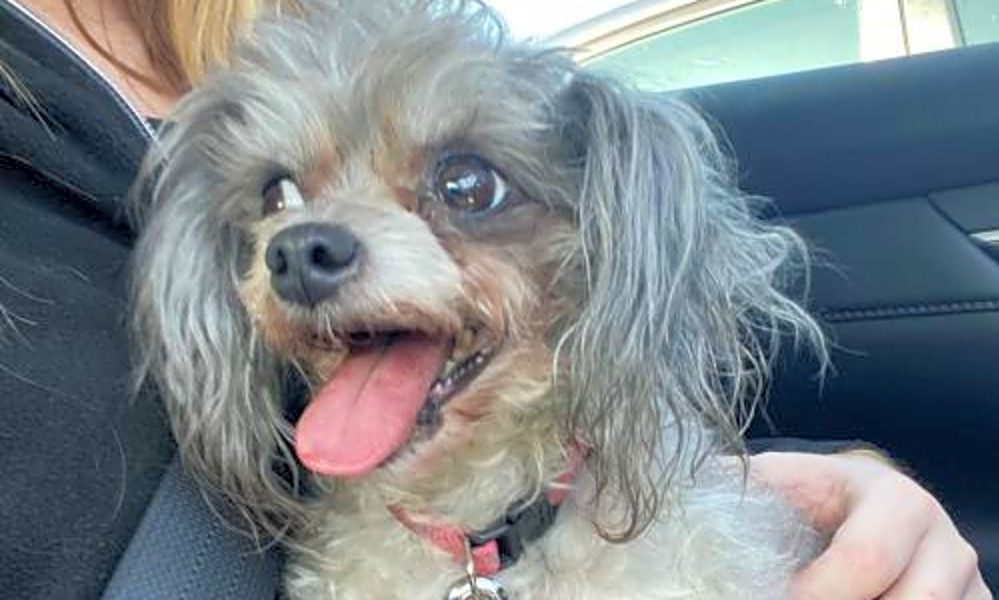 Want To Adopt A Pet Here Are 7 Lovable Pups To Adopt Now In St Louis