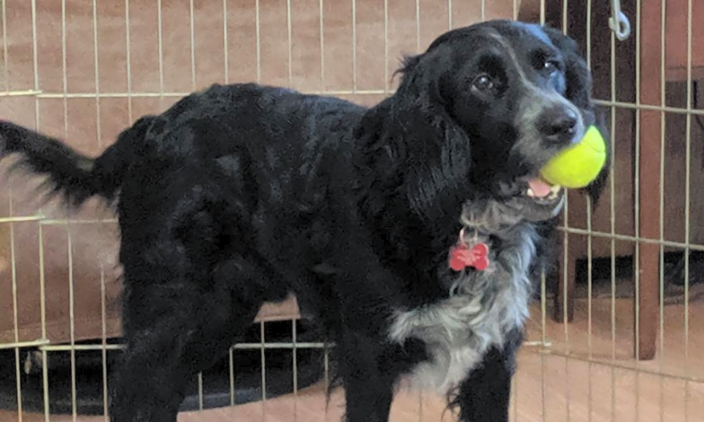 spaniel terrier cross