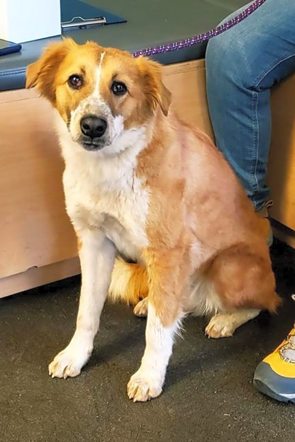 Want To Adopt A Pet Here Are 4 Delightful Doggies To Adopt Now In