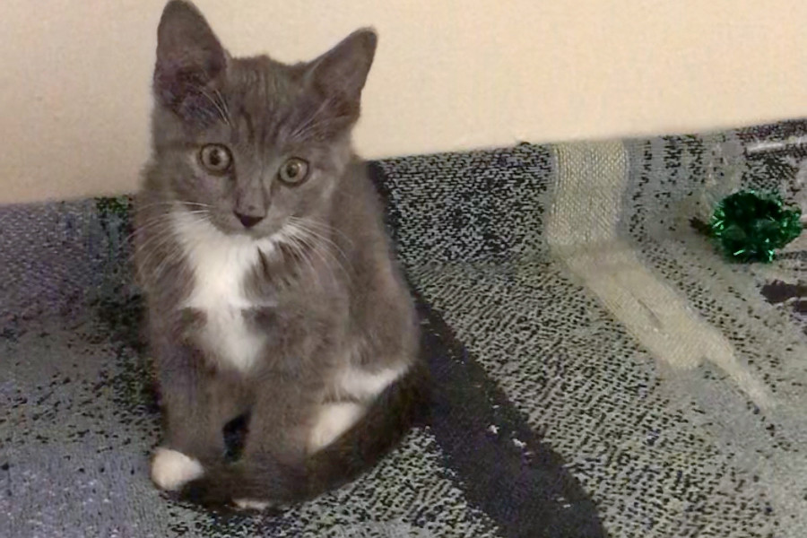 Kittens In Anaheim Looking For Their Fur Ever Homes Hoodline