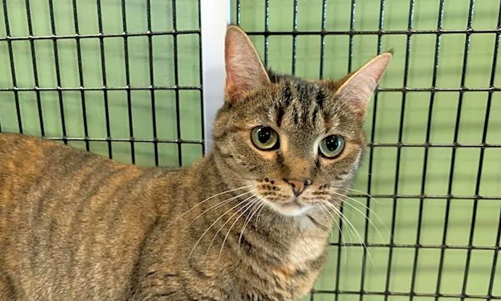 Want To Adopt A Pet Here Are 5 Lovable Kitties To Adopt Now In