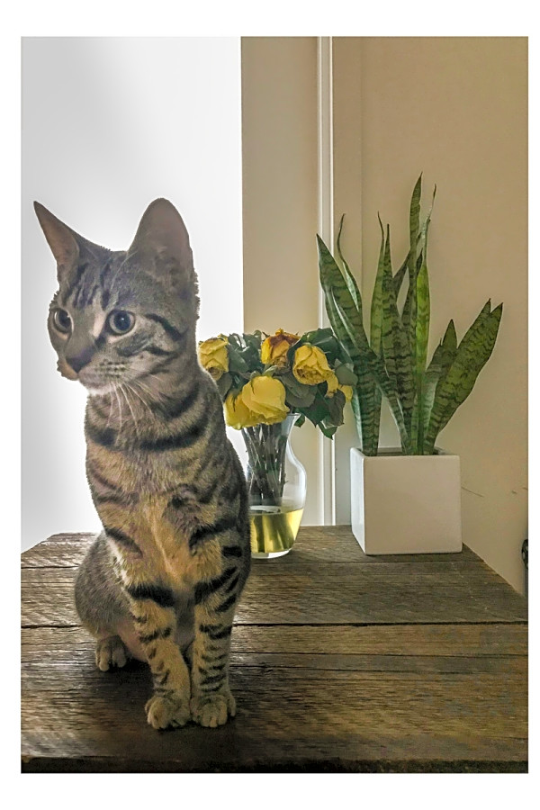 7 Cuddly Kittens To Adopt Now In New York City Hoodline
