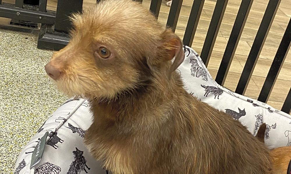 Looking To Adopt A Pet Here Are 6 Cuddly Canines To Adopt Now In Oakland Hoodline