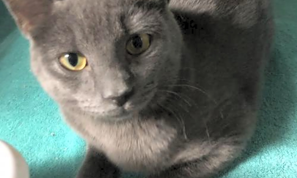Want to adopt a pet Here are 6 charming cats to adopt now in Orlando