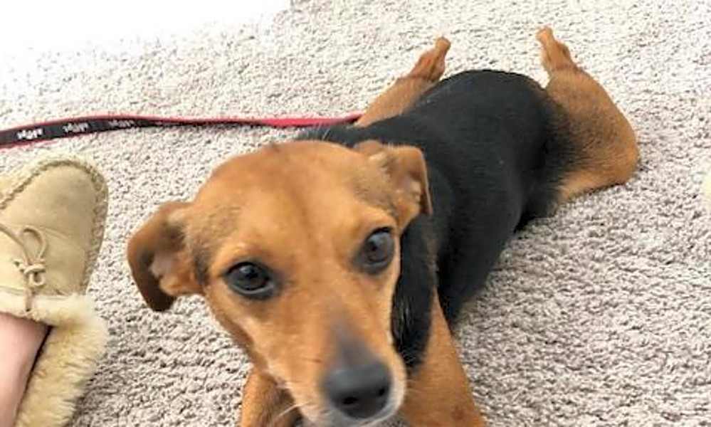 pomeranian feist mix