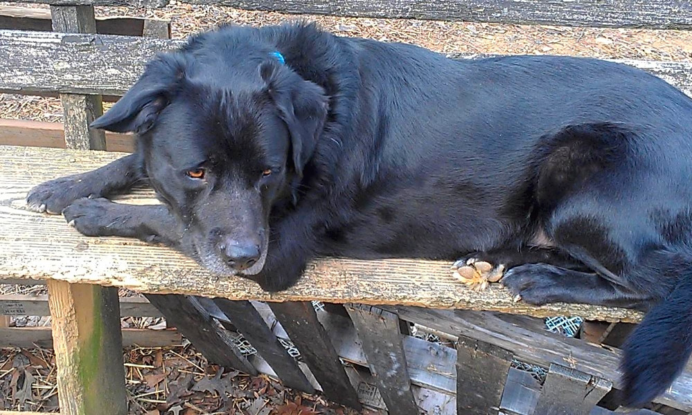 5 Cuddly Canines To Adopt Now In Atlanta Hoodline