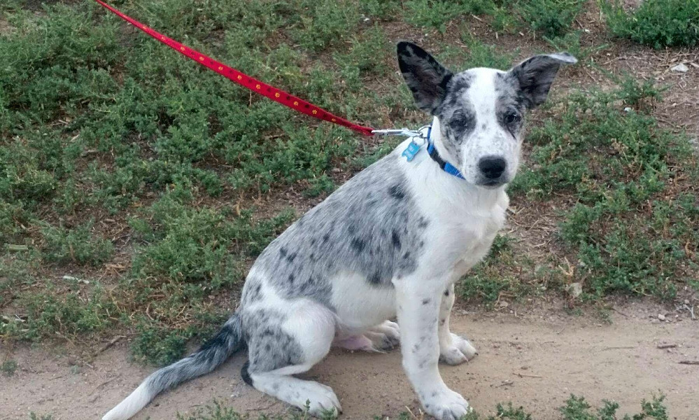 6 Perfect Pups To Adopt Now In Colorado Springs